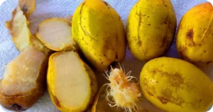 Cajá-Manga: Descubra a fruta e os Benefícios para a Saúde