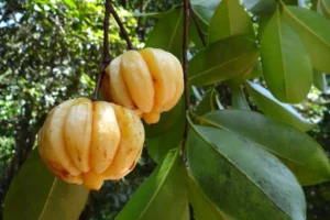 Garcinia cambogia: o que é, como funciona e como tomar