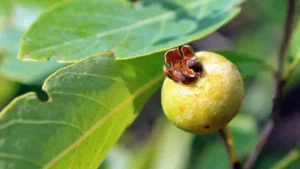 Para que serve o chá da folha da gabiroba? Conheça os seus benefícios