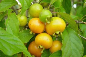 Gabiroba: a fruta nativa do Brasil que é rica em benefícios