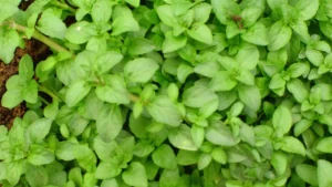 Chá de Poejo Para Emagrecer: Receita, Modo de Preparo e Benefícios