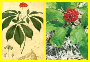 Ginseng emagrece? Veja como a ciência explica seus benefícios