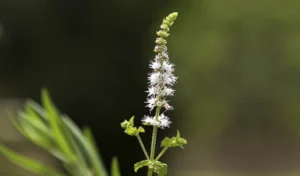 Black Cohosh: O Que é, Para Que Serve e Como Usar com Segurança