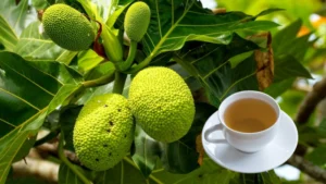 Chá da Folha de Fruta-Pão Emagrece? Descubra os Benefícios e Como Aproveitá-los