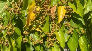 Uva Japonesa: Descubra para Que Serve e Seus Benefícios Surpreendentes