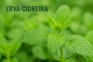 Erva-cidreira (Melissa): Benefícios, Como Usar e Plantar