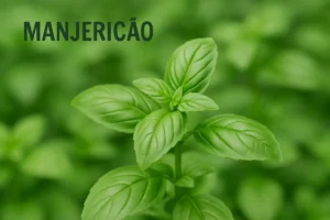 Manjericão: Benefícios, Usos e Como Cultivar em Casa