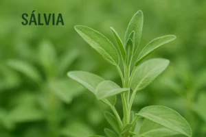 Sálvia: Uma Aliada Poderosa para o Corpo e a Mente
