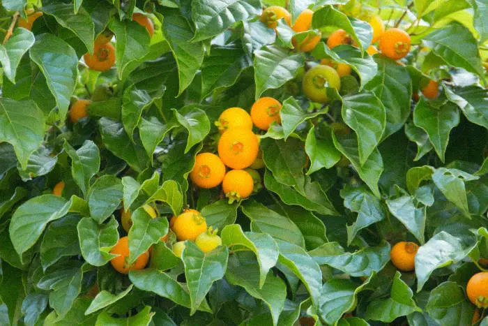 Fruta Gabiroba