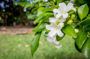 Chá de Murta Emagrece? Tudo o Que Você Precisa Saber Sobre os Benefícios para a Perda de Peso